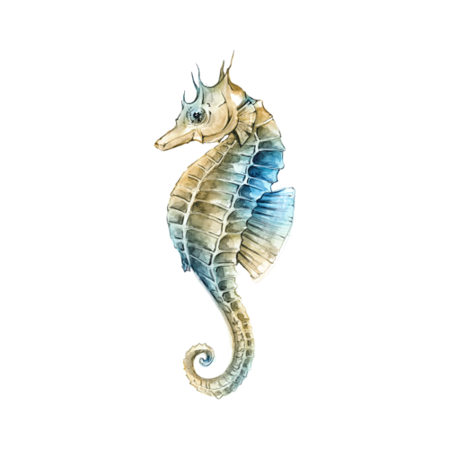 海马有金（趣味赚钱）