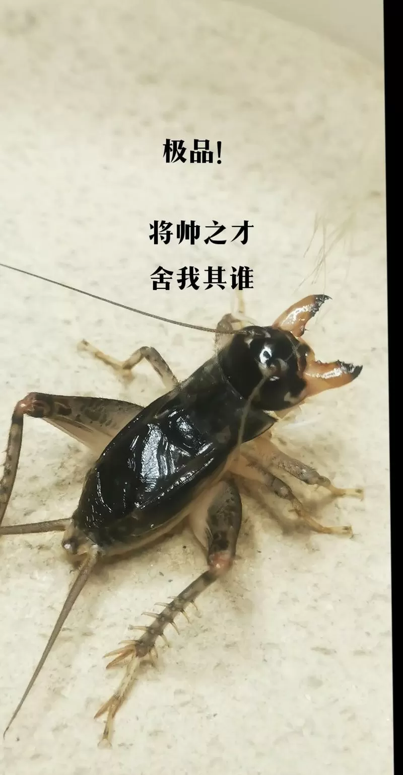 蛐蛐也疯狂神品蛐蛐哪个厉害