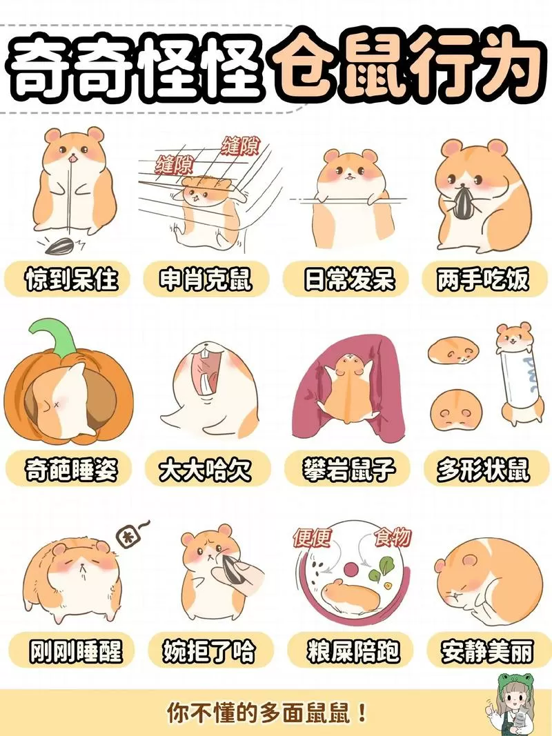 小仓鼠的饲养方法
