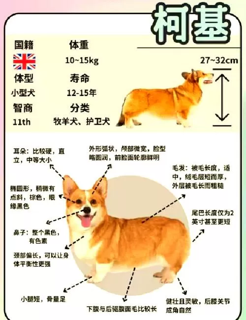 柯基多大认主人