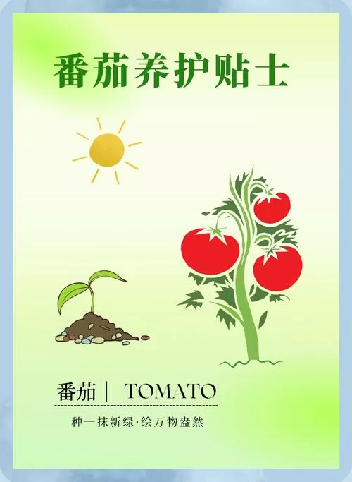 种番茄的过程