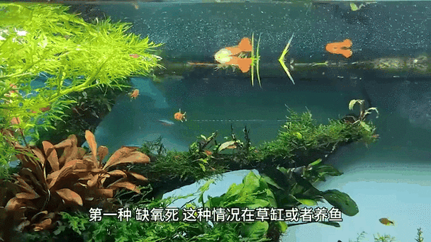 手机养鱼动态壁纸