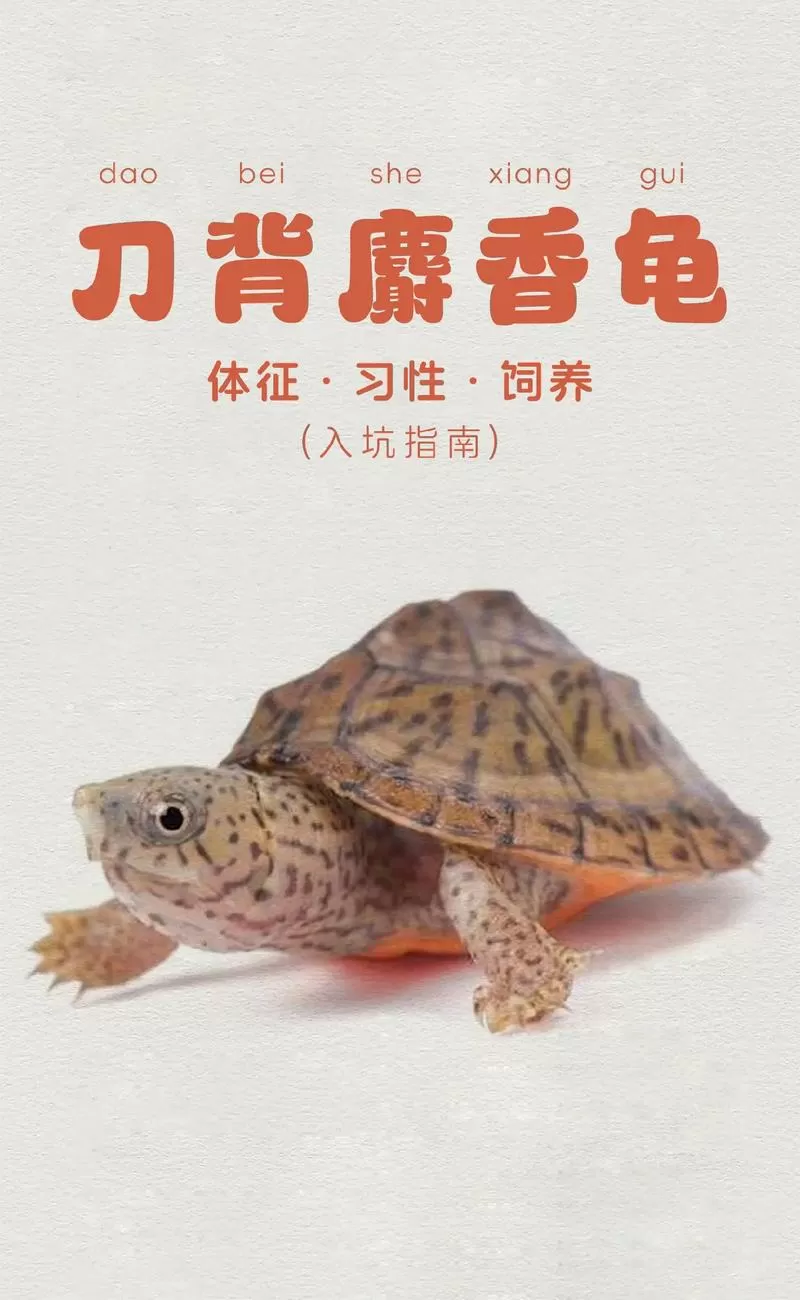 2025剃刀龟价格表