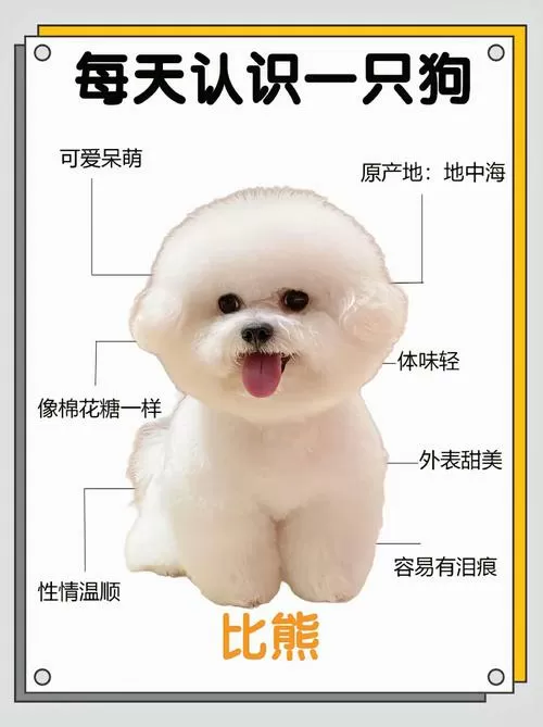 比熊犬叫声的视频