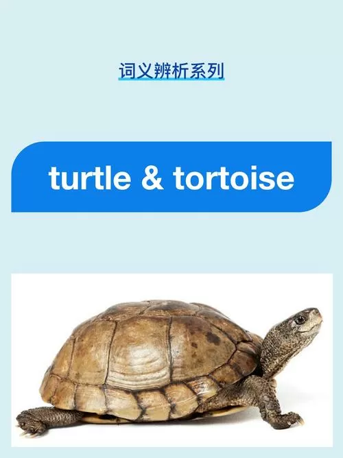 turtle怎么读(标准)