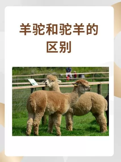 驼羊跟羊驼的区别