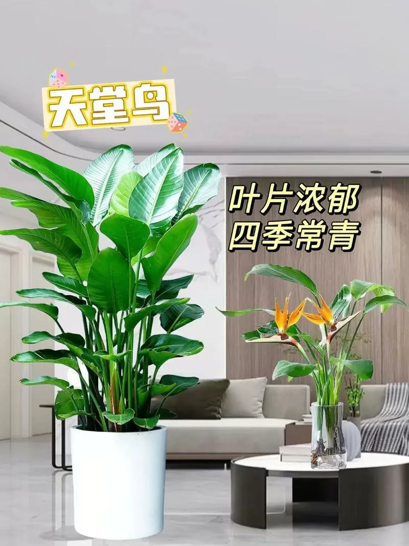 天堂鸟放客厅寓意