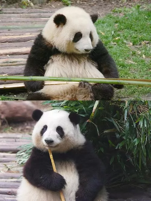 ipa下载怎么安装
