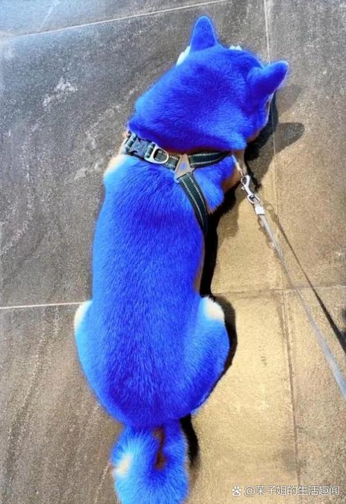 狗狗狗的视频蓝色旧版无广告