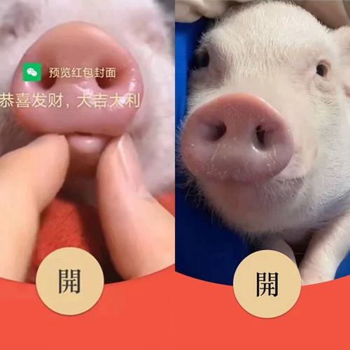 猪猪米多多红包最新版无删减福利版