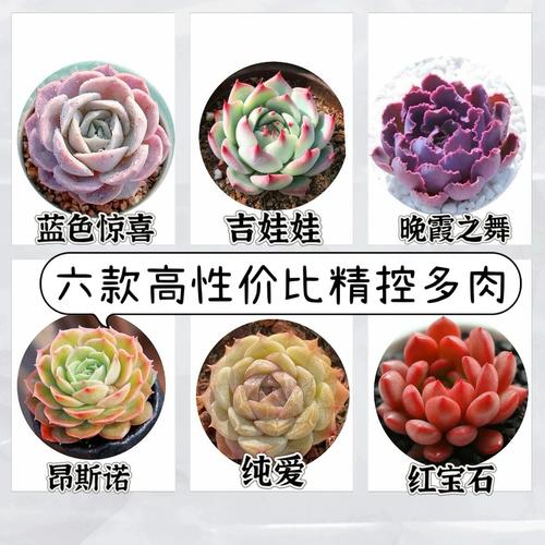多肉小说无付费版图标