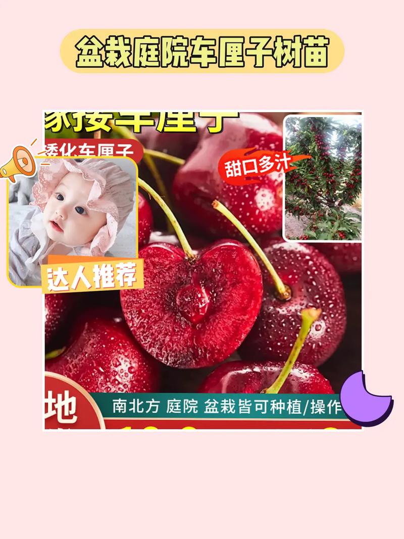 糖心樱桃改名叫什么了啊加速永久