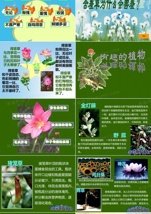含蓄草ppt免费观看