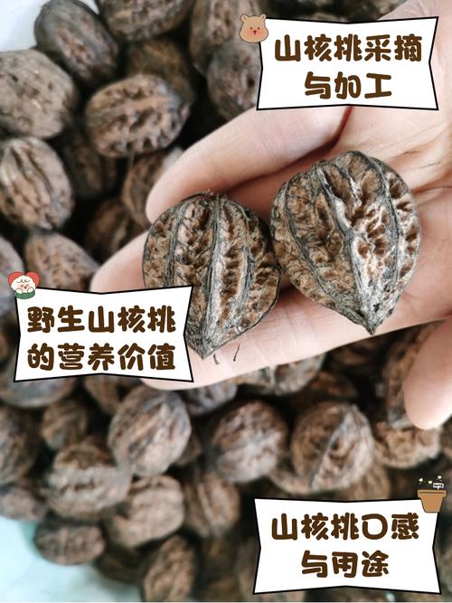 野生核桃怎么打开视频
