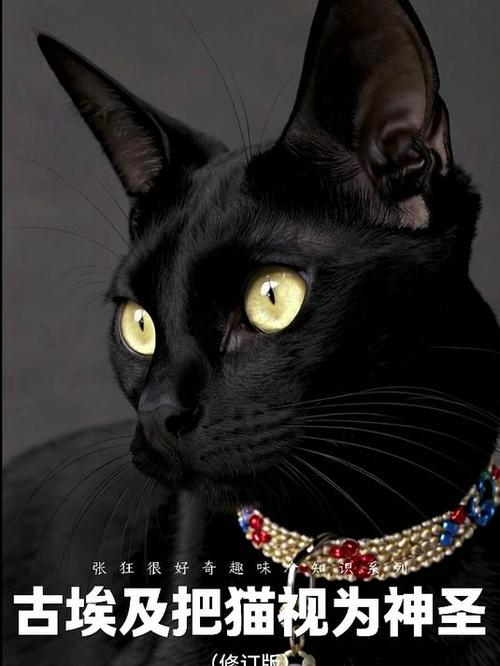 埃及猫原版视频完整版黑色版免墙版