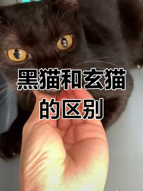 怎么确定黑猫是玄猫