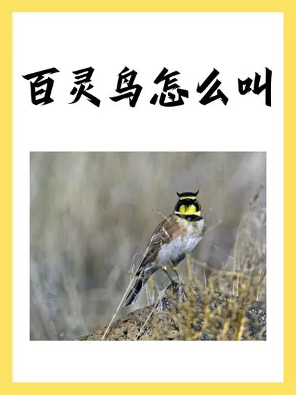 母百灵鸟引公百灵叫声