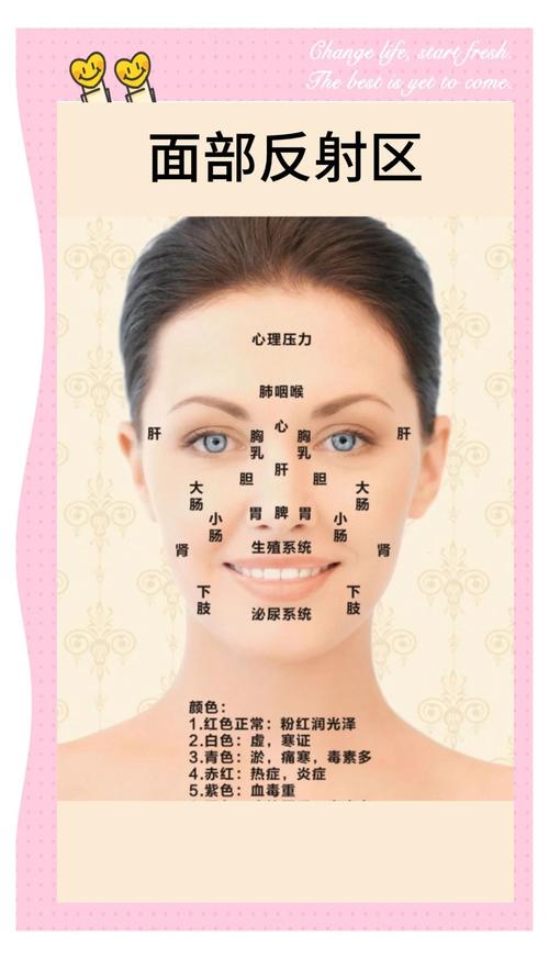 女人面部反射区图解