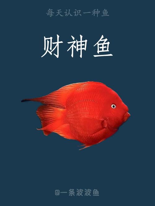 和财神鱼混养的鱼能吃吗视频