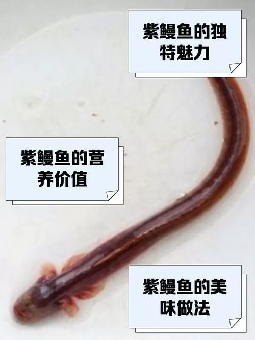写文的紫鳗鱼是什么意思啊