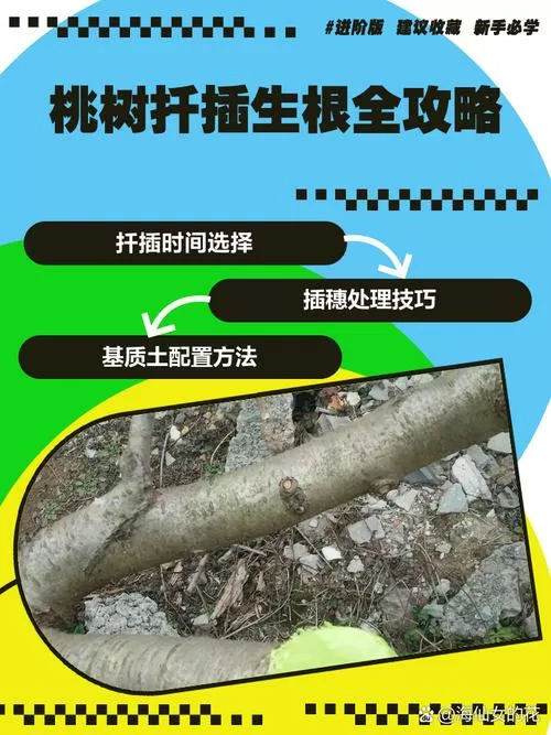 移栽的桃树多久能生根啊