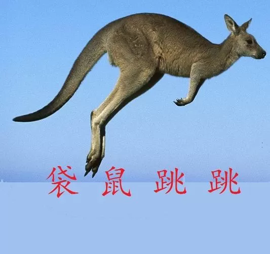 袋鼠跳跳能提现吗