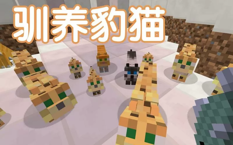 我的世界豹猫可以驯服吗