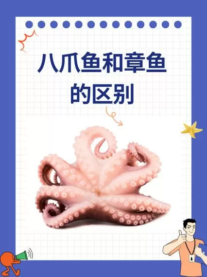 八爪鱼和章鱼有区别吗缩略图