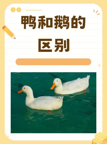杀好的鸭和鹅的区别