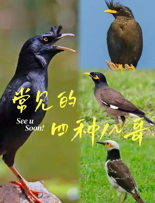 八哥电影手机版