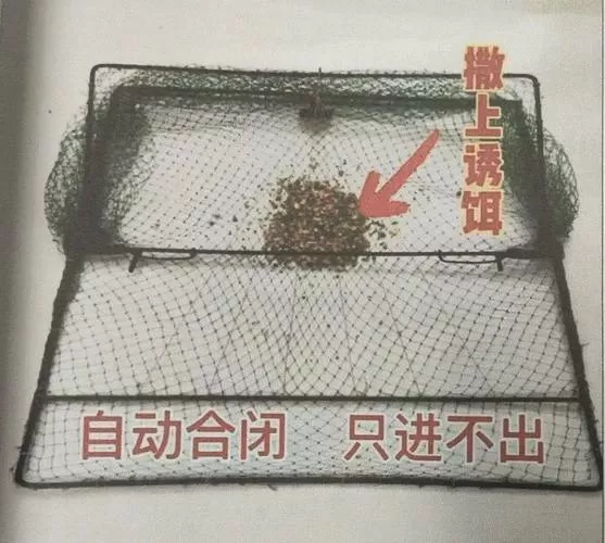 夜晚抓野鸡神器