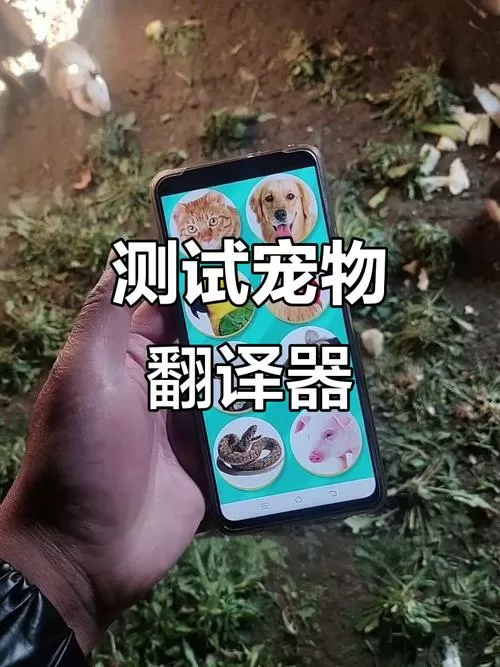 用仓鼠翻译器仓鼠能听懂吗
