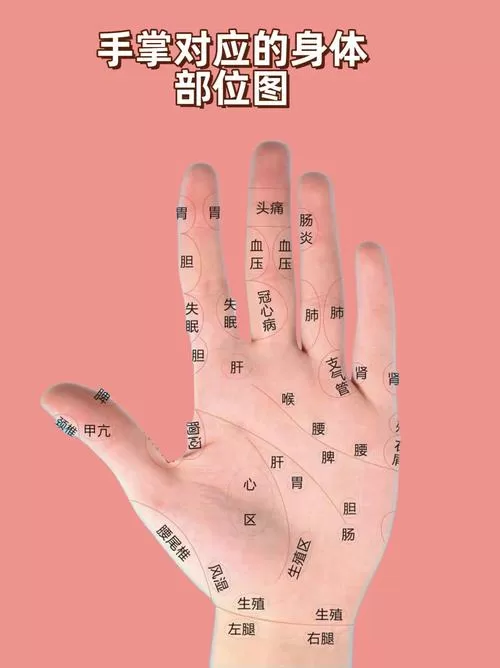 手心部位图解大全