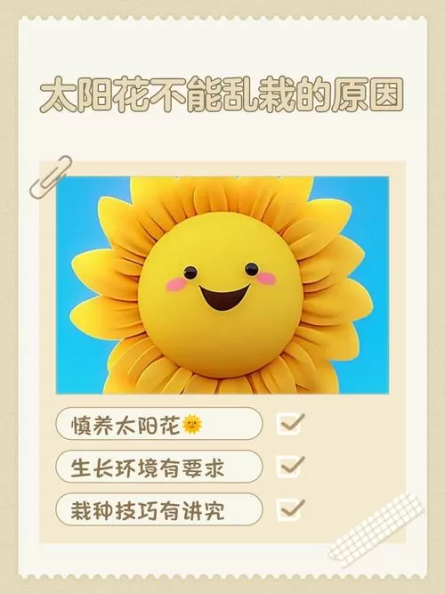 向日葵不能乱送的原因