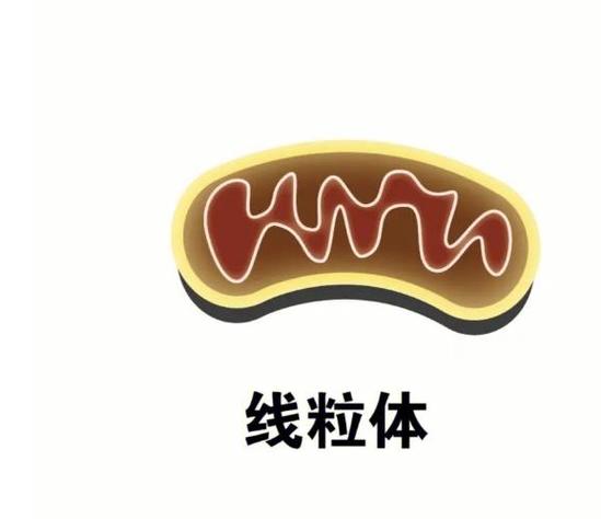 什么是线粒体