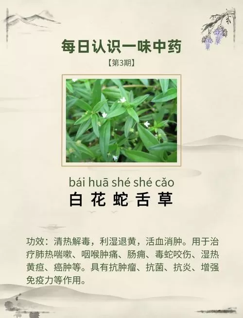 百花蛇舌草的功效图片