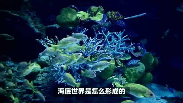 海底世界真鱼动态屏保