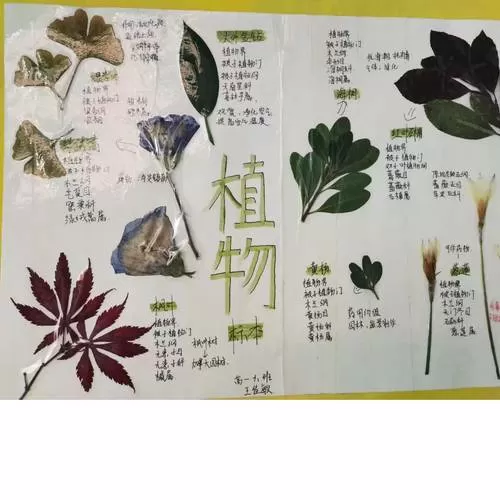 生物标本制作方法