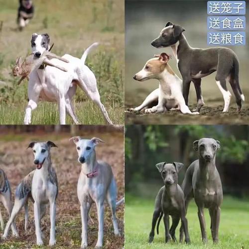 细狗逮兔子视频