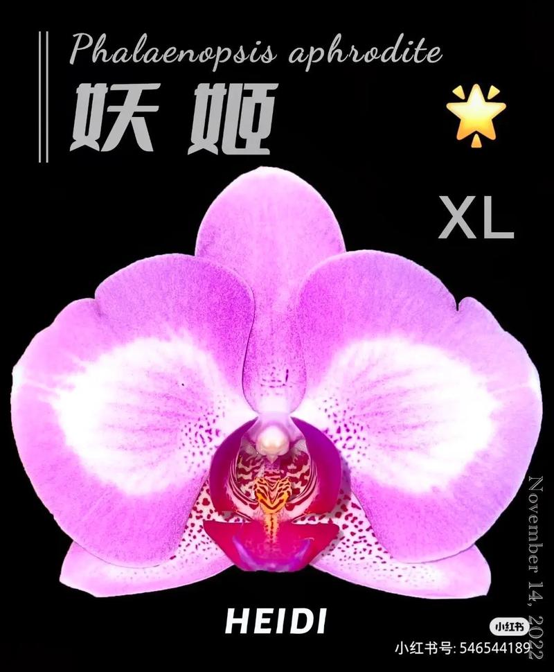 妖姬tv最新版本