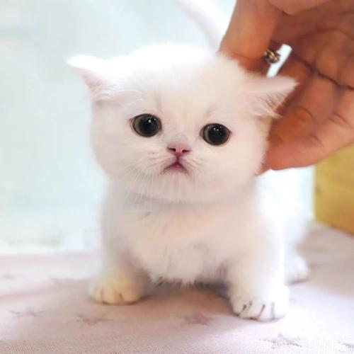 小奶猫直播官方正版免费