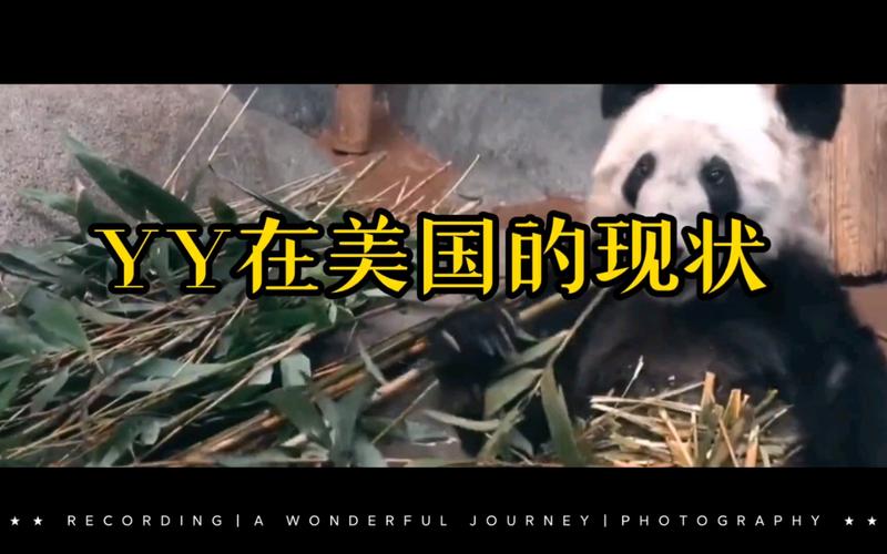 熊猫电影yy8y在线观看免费高清完整版