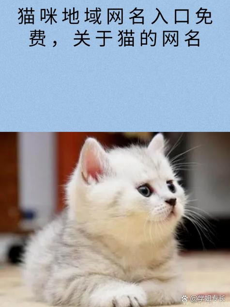 猫咪成人最新地域网名查询
