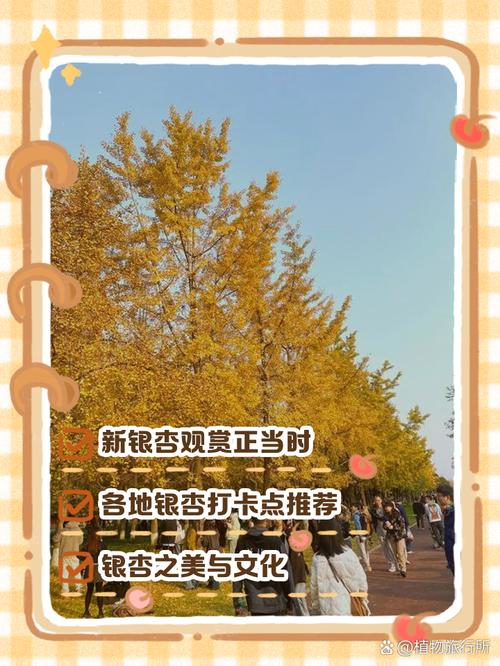 银杏xinxing·baby最近新歌