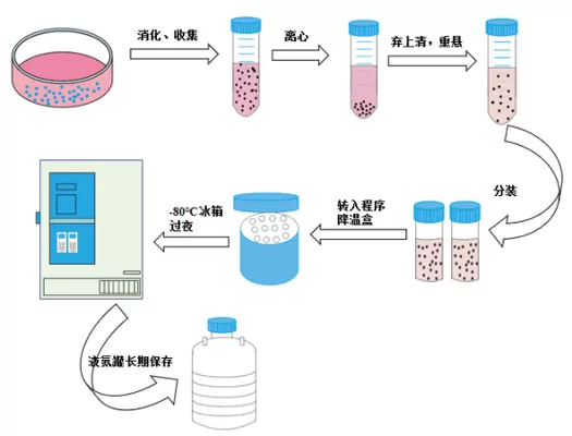 悬浮细胞培养步骤