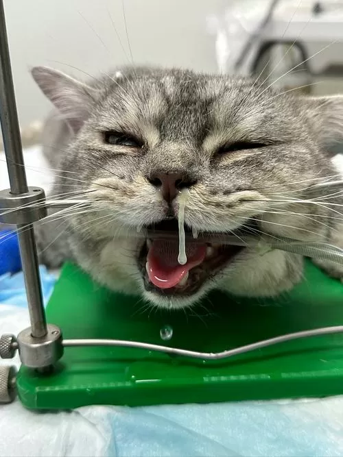 猫咪流清水鼻涕