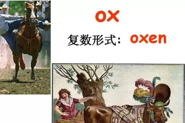 oxes和oxen区别