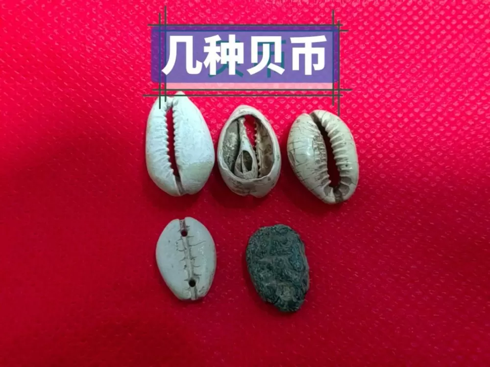 币贝是什么