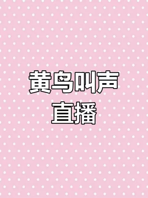 小黄鸟什么时候开始叫
