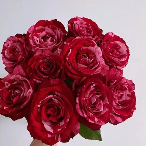 幸运花园